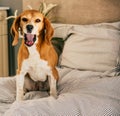 Dog in owners bed or sofa. Lazy beagle dog tired sleeping or waking up. Yawning