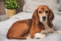 Dog in owners bed or sofa. Lazy beagle dog tired sleeping or waking up. Dog resting Royalty Free Stock Photo