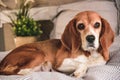 Dog in owners bed or sofa. Lazy beagle dog tired sleeping or waking up. Dog resting