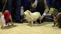 Dog owners boasting of their pets wearing creative canine costumes at pug show