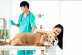 Dog owners are embracing the Golden Retriever dog in a veterinary clinic where the doctor is giving salt water. Animal clinic. Pet Royalty Free Stock Photo