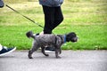 Dog owners walking their dig