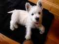 Dog ownership: west highland white terrier westie puppy on mat l Royalty Free Stock Photo