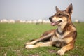 Dog at Pa Sak Jolasid Dam