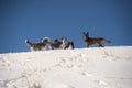 Dog pack playing on the mountain ridge: bearded collie, border collie, belgian sheepdog, pumi