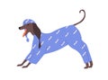 Dog in pajamas and night cap. Doggy in clothes yawning and stretching. Cute funny pet wearing nightcap and sleepwear