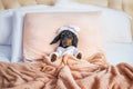 Dog in pajamas and nightcap resting in a king size bed. Bed rest, spoiled child Royalty Free Stock Photo