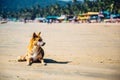 Dog at Palolem Beach, Goa Royalty Free Stock Photo