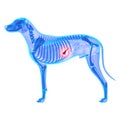 Dog Pancreas - Canis Lupus Familiaris Anatomy - isolated on whit