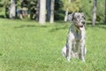 Dog is panting on a hot sunny day. Selective focus. Royalty Free Stock Photo