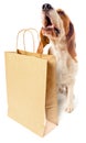 Dog with paper bag Royalty Free Stock Photo