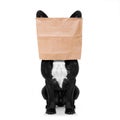 Dog with paper bag on head Royalty Free Stock Photo