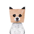 Dog with paper bag on head Royalty Free Stock Photo