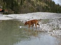 The dog and paper boat Royalty Free Stock Photo