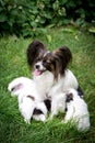 Dog Papillon breeds Feed puppies sitting on the grass Royalty Free Stock Photo
