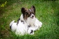 Dog Papillon breeds with puppies Royalty Free Stock Photo