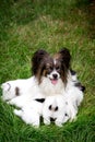 Dog Papillon breeds with puppies in the garden Royalty Free Stock Photo
