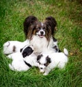 Dog Papillon breeds with puppies on the grass Royalty Free Stock Photo