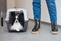 Dog papillon in a cage for safe transport. Royalty Free Stock Photo