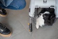 Dog papillon in a cage for safe transport. Royalty Free Stock Photo