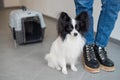 Dog papillon in a cage for safe transport. Royalty Free Stock Photo