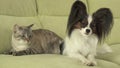 Dog Papillon with cat Thai relationship Royalty Free Stock Photo