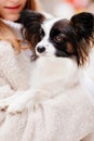 dog papillon in hands of girl in artificial fur coat on winter Christmas streets