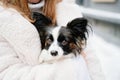 dog papillon in hands of girl in artificial fur coat on winter Christmas streets