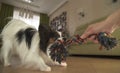 Dog Papillon takes rope plays with the host in living room