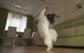 Dog Papillon walks on its hind legs and dances in living room