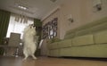 Dog Papillon walks on its hind legs and dances in living room