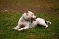 Dog in the park Royalty Free Stock Photo