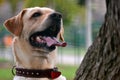 Dog in the park Royalty Free Stock Photo