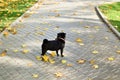 Dog in the park in autumn, back view.Walking the dogs Royalty Free Stock Photo