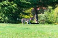 Dog in the park with ball in his mouth