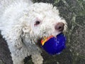 Dog in the park with a ball in mouth close-up. White curly dog`s muzzle