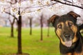 Dog At Park With Flowering Trees Royalty Free Stock Photo