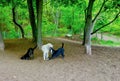 Dog Park Games, vet veterinarians pets kennels Royalty Free Stock Photo