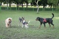 Dog park, group of dogs of different breed playing together Royalty Free Stock Photo