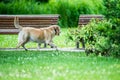dog in a park Labrador, green environment