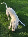 Dog in the park. A large, healthy white dog is playing in the center of a lush green lawn. Its thick fur is gleaming in the Royalty Free Stock Photo