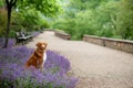 Dog in the park near clubs with flowers. Nova Scotia Duck Tolling Retriever in lavender. Pet in nature Royalty Free Stock Photo