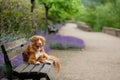 Dog in the park near clubs with flowers. Nova Scotia Duck Tolling Retriever in lavender. Pet in nature Royalty Free Stock Photo