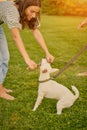 Dog Parson Russell Terrier breed is playing in green park with his owner. Summer time or beginning of autumn. Nature