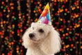 Dog party animal celebrating birthday