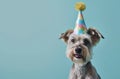 a dog in a party hat on a blue background,animated gifs