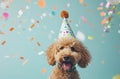 a dog in a party hat on a blue background,animated gifs