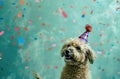 a dog in a party hat on a blue background,animated gifs