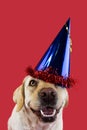 DOG PARTY HAT. FUNNY LABRADOR WEARING A BLUE CAP FOR A BIRTHDAY OR NEW YEAR. ISOLATED SHOT AGAINST CORAL COLORED BACKGROUND Royalty Free Stock Photo