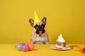 Dog party hat. Generate Ai Royalty Free Stock Photo